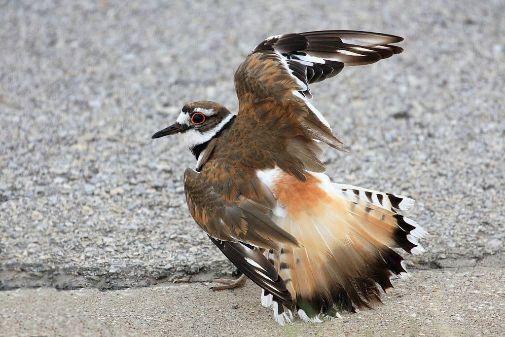 Killdeer Broken Wing Display by TexasEagle is licensed under CC BY-NC 2.0.